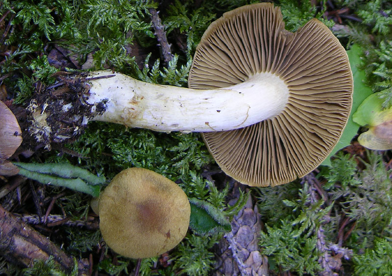 Cortinarius venetus.